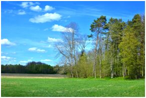 A field with trees and grass in the background.