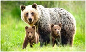 A mother bear and her two cubs in the grass.